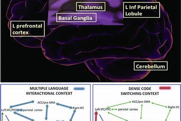 Neuroimaging Studies On Bilingual Adaptation